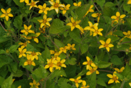 Chrysogonum virginianum bestellen